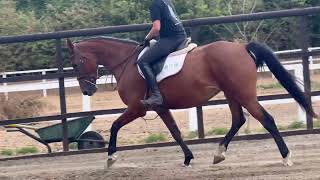 Jump/ Flatwork