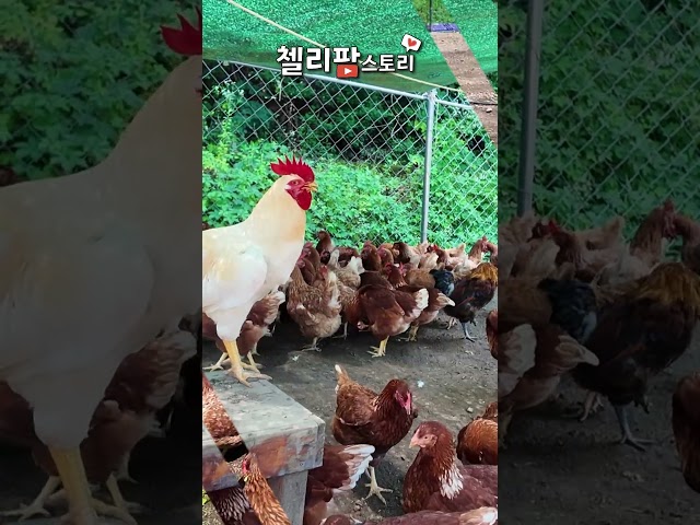 하이라인 브라운 닭들 모습 입니다.