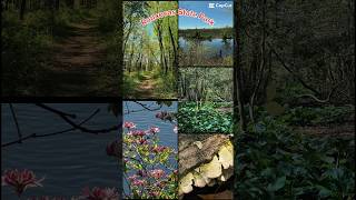 Sneak Peak On The Trail #nature #solo #hike #woods #creek #trail #newjersey #hikingaddiction