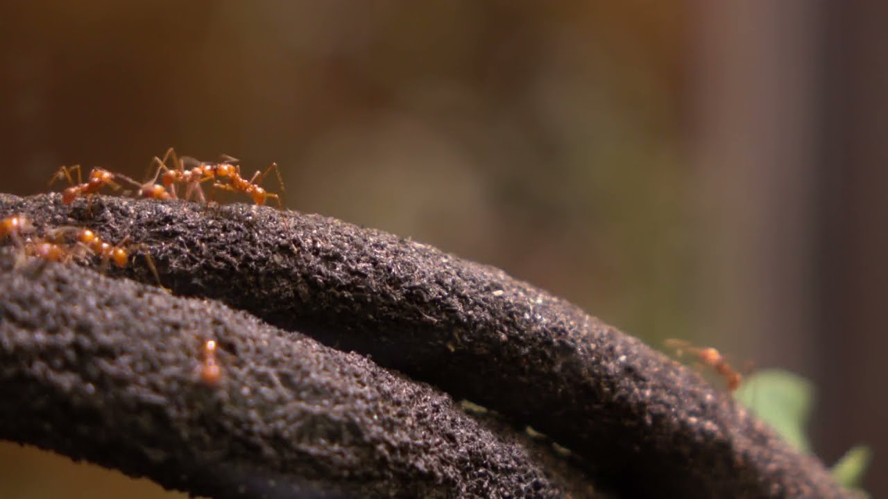 How Much Does The Average Ant Weigh