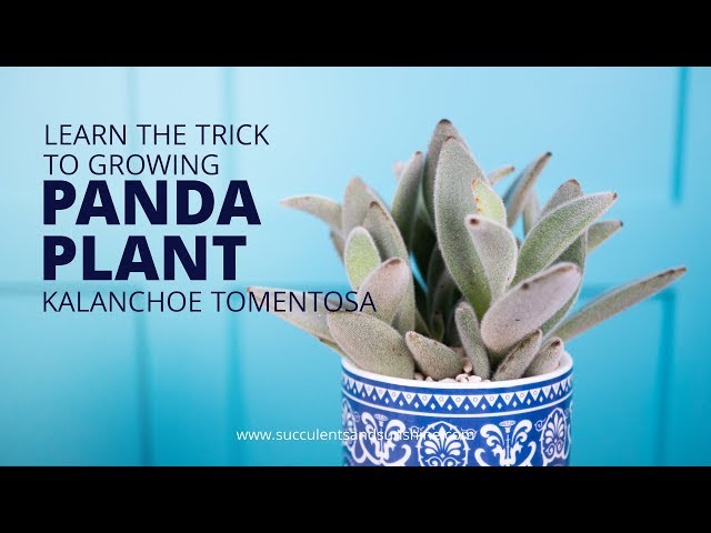 Learn why Kalanchoe tomentosa Panda Plant is so great for beginners!