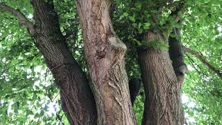 Large-leaved lime - entire tree - June 2020