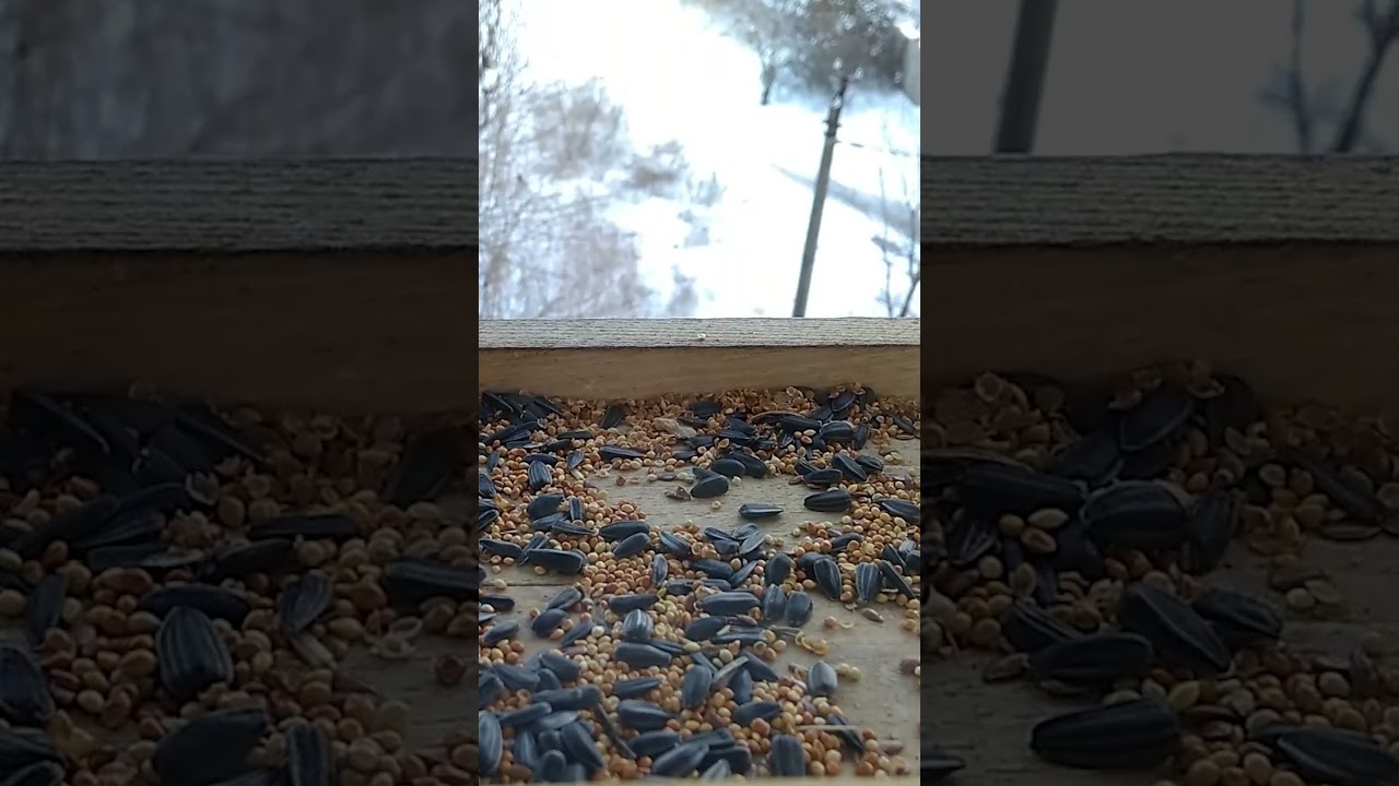 Bird Feeder Chronicles *121 