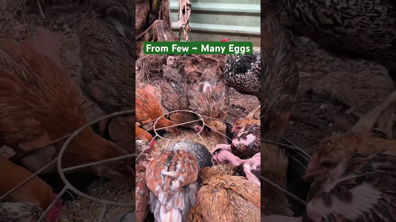 How to increase egg production in female 