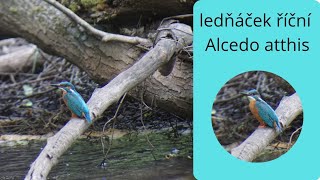 Ledňáček říční, Alcedo atthis, common kingfisher.