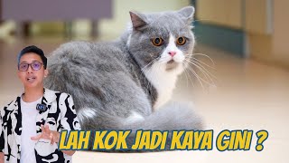 PERTAMA KALINYA SI SERABI DI BAWA KE SALON KUCING by Kucing Cemara 10,090 views 7 days ago 11 minutes, 40 seconds