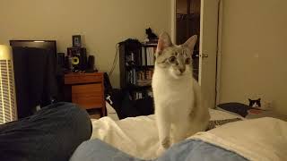 [49] Dog software running in cat hardware