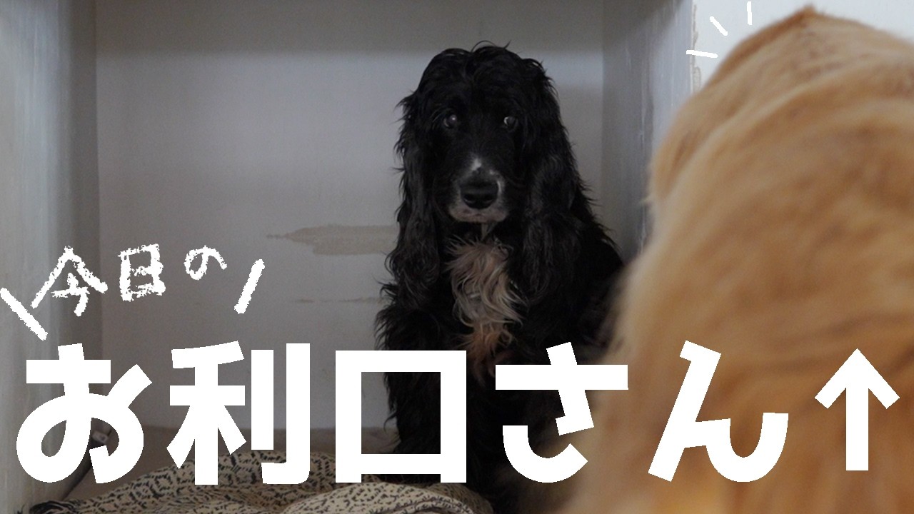 ママに褒められる弟犬に不安が隠せない兄犬