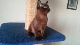 Бурманская кошечка соболь Бурманская кошечка соболь