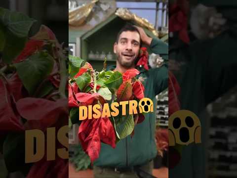 Video Stella di Natale: Un Disastro Annunciato ? Come farla sopravvivere anche l'anno dopo?