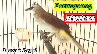 Perangsang bunyi burung trucukan pancingan agar burung trucuk cepat GACOR dan ROPEL