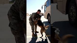 The moment this military K9 sees his handler get off the bus… 😭