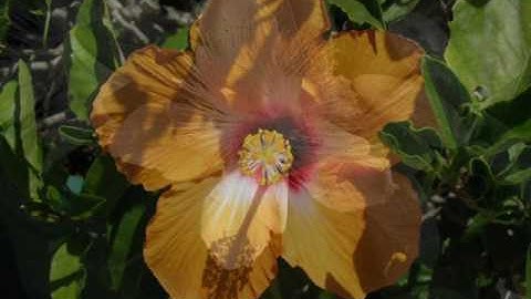 025 Pinnacle 15  How to make  Special effect B&W into color