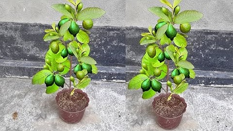 Grow Guava Tree From Cutting In A Coco-cola || Coco-cola Experiment