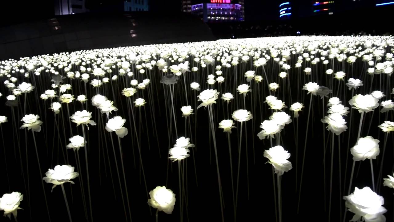 韓国 東大門デザインプラザの光るバラの花畑 Youtube
