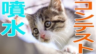 マインクラフト - みんなの噴水を募集します!! 実況プレイ - Part19 でぶ猫クラフト