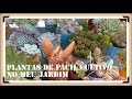 Quais plantas de fácil & difícil cultivo pra mim: Raízes aerias é normal nas plantas 🍀