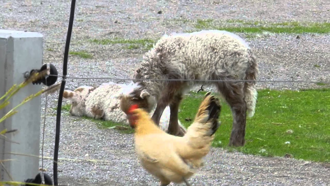 羊二匹 2匹のラッカ羊の赤ちゃんと鶏 - YouTube