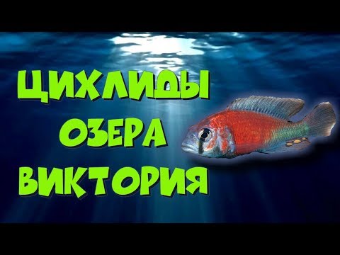 Цихлиды озера Виктория. Обзор