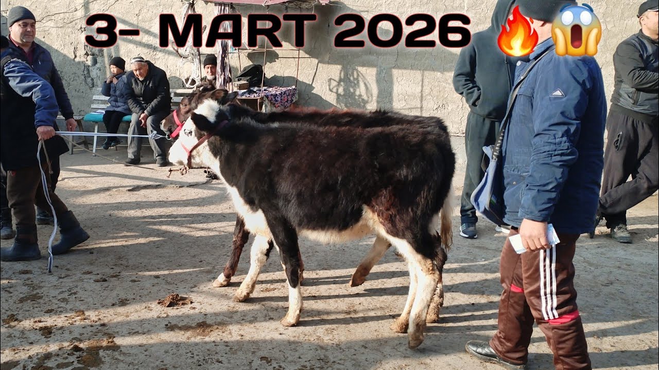 REAL SOTILGAN VA QAYTGAN NARXLARI DORMANCHA CHORVA BOZORIDAN😱😱