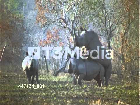 サイの交尾 Medium Shot Of Rhinoceros Mating Youtube サイの交尾 Medium Shot Of Rhinoceros Mating Youtube