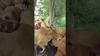 #campo #ganado #rancho #ganaderia #nature