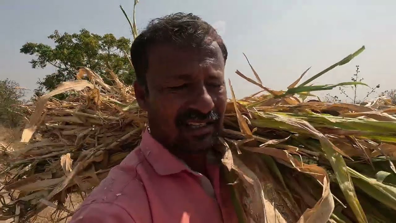 सुगी चालू झाली,