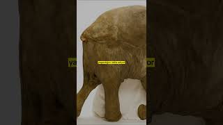 Günümüze Ulaşmış Mamut Kalıntıları Bu Devler Nasıl Sağlam Saklandı?