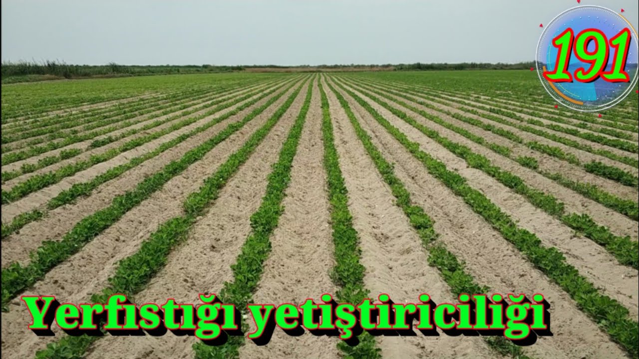 yerfıstığı yetiştiriciliği nasıl yapılır. Karlı bir işmi ? Ekilebilir bir ürünmü ?