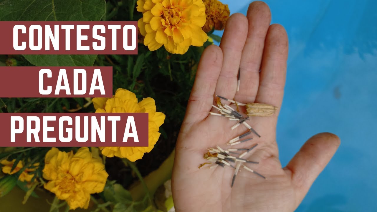 PREGUNTAS DE HUERTA - Respondo Dudas de Seguidores - Que Trabajos Hacer en mi Huerta