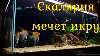 Как скалярия мечет икру