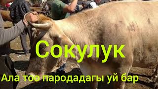 Сокулук мал базар/20.09.20/Ала ТОО пародадагы уй,бука,торпок,кунаажын,музоо