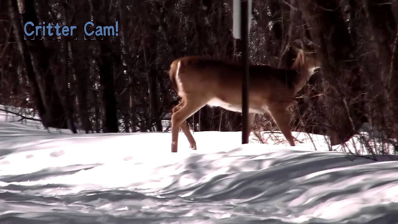 Are There Deer In Central Park Are There Deer In Central Park