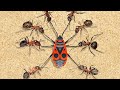 BRUTAL FIGHT OF ANTS WITH THE BUG AND OTHERS ANT