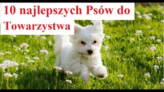 10 najlepszych Psów do Towarzystwa