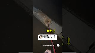 40分歩いたのに帰りたくないゴールデンレトリバー　#ゴールデンレトリバー　#子犬　#犬　#かわいい　#犬のいる暮らし