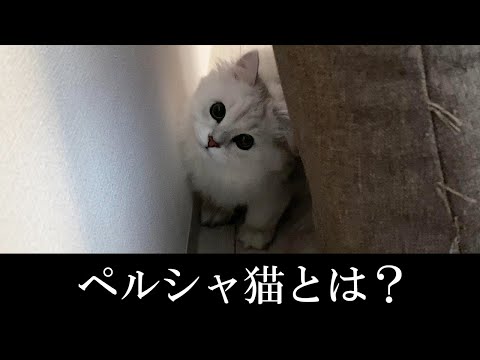 我が家のペルシャ猫がペルシャ猫ではない件。ペルシャ猫とは？
