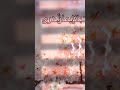 قصيدة عبد الكريم مهيوب جديد mp3