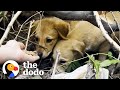 Puppy Left In A Cardboard Box On The Beach Gets A New Lease On Life The Dodo Puppy Left In A Cardboard Box On The Beach Gets A New Lease On Life The Dodo