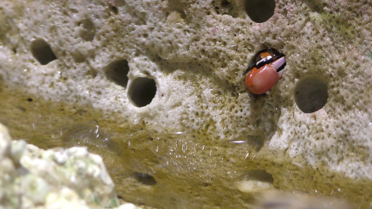 シオマネキ 水槽 (エビとカニの水族館) 2018年12月26日 - YouTube