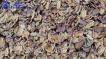 Pine Nut Sheller|Pinecone Nuts Sheller|Pinecone Processing Machine|Pine Nut Peeling Machine