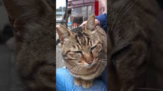 猫島の商店のベンチに猫が座っていたので隣に座ってナデナデしてきた
