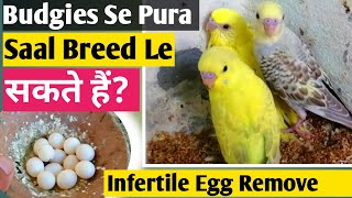 Budgies Parrot Se Pura Saal Breed Le सकते हैं क्या? | Breeding Off Matki Utarne Ka Tarika