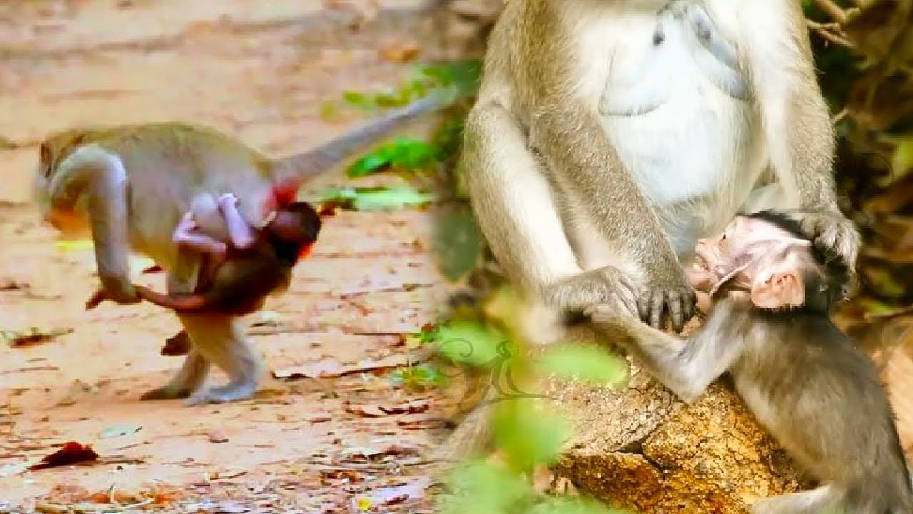 Mother monkey helpless as baby monkey clings to her like glue