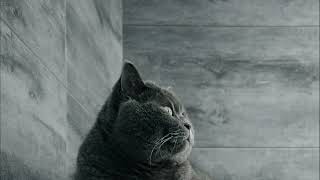 Chartreux cat  Breed information, pictures and videos |     قط شارترو معلومات صور ومقاطع فيديو |