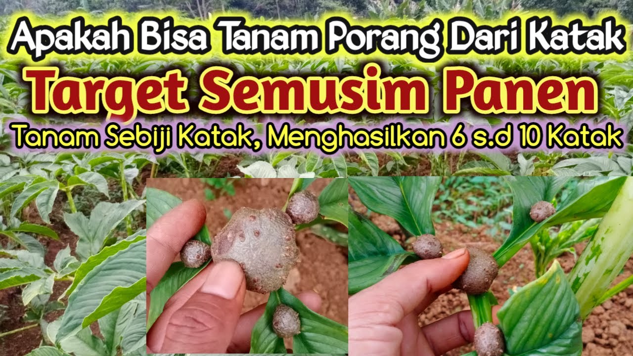 TANAMAN PORANG TARGET SEMUSIM PANEN DARI BIBIT KATAK