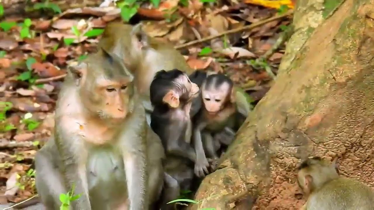 Monkey Grab In Cambodia Good All Monkeys In Khmer 