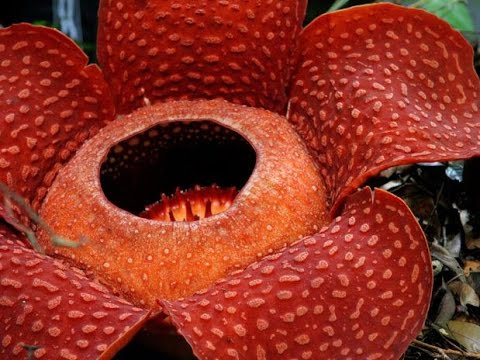Удивительные растения-паразиты