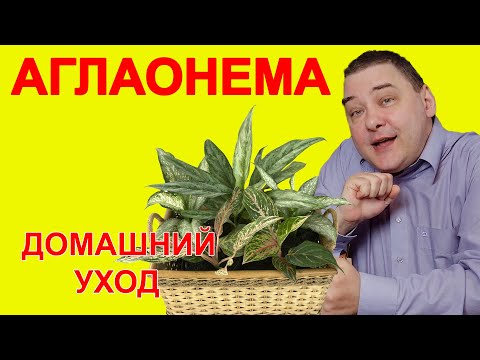 Аглаонема. Уход в домашних условиях