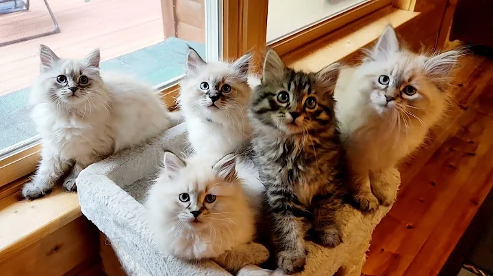 Watch the video about This is What It's Like Trying to get All 5 Adorable Kittens to Look at the Camera! 😅😅😂❤️